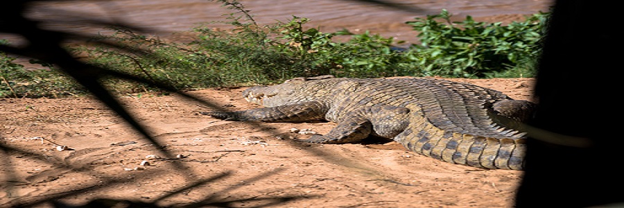 1 day mamba village nairobi crocodile farm trip cost